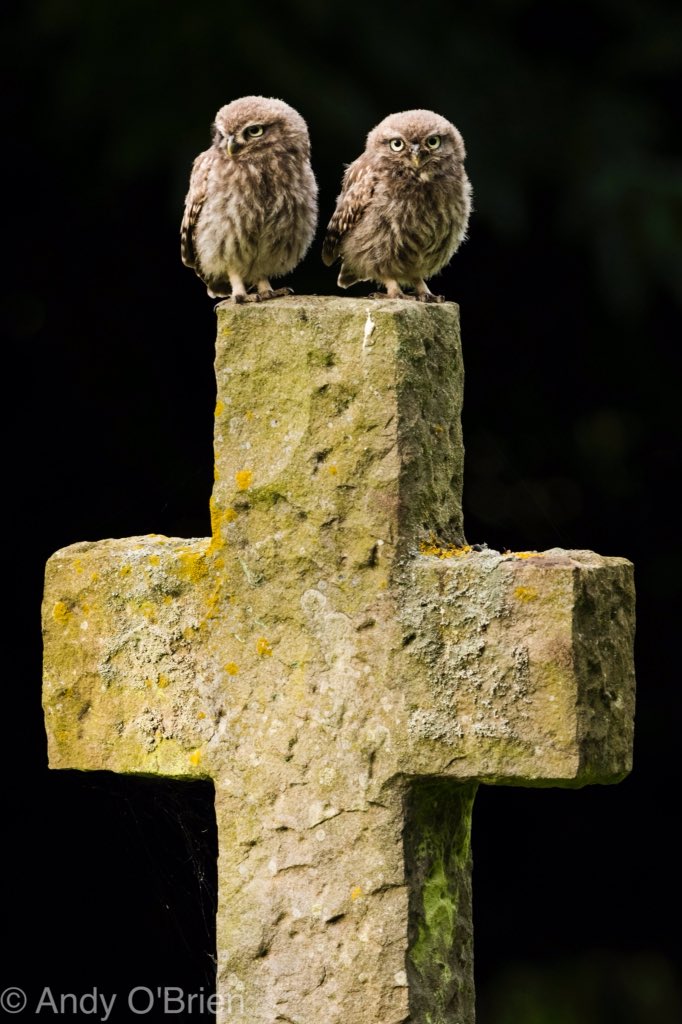 672aob's tweet photo. @wildlife_uk A pair of juvenile Little Owls https://t.co/7mMB2V5rpq