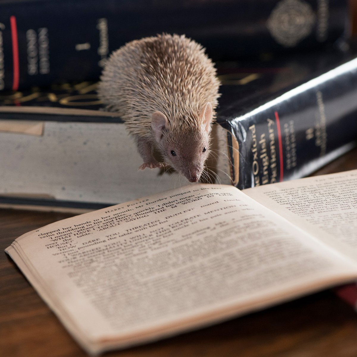 WestMidSafari's tweet photo. Bob, the tiny tenrec, is celebrating his favourite day! 😄  #BookLoversDay https://t.co/8vy0sI8P93