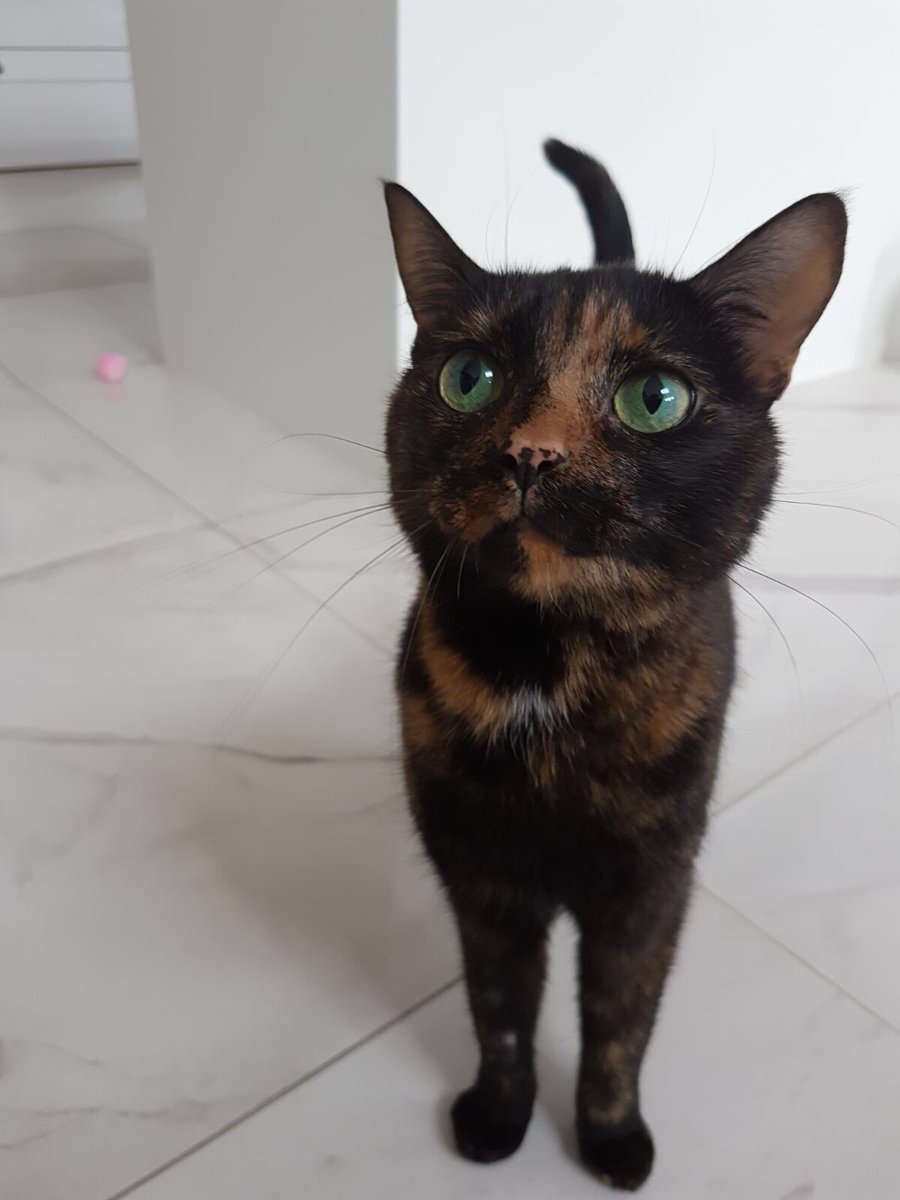 ShoshanaBratton's tweet photo. My boss is so demanding at lunchtime. #CatBossProblems #ThatFreelancerLife https://t.co/UgOKTYVSTn
