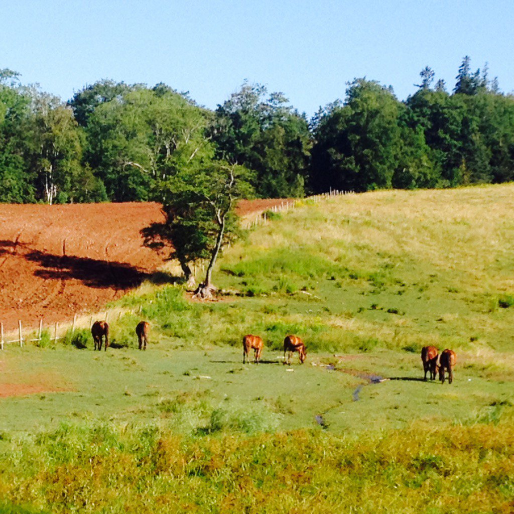 GlenviewFarm1's tweet photo. Beautiful morning on Glenview Farm ☀️ https://t.co/prpdGdyDO0
