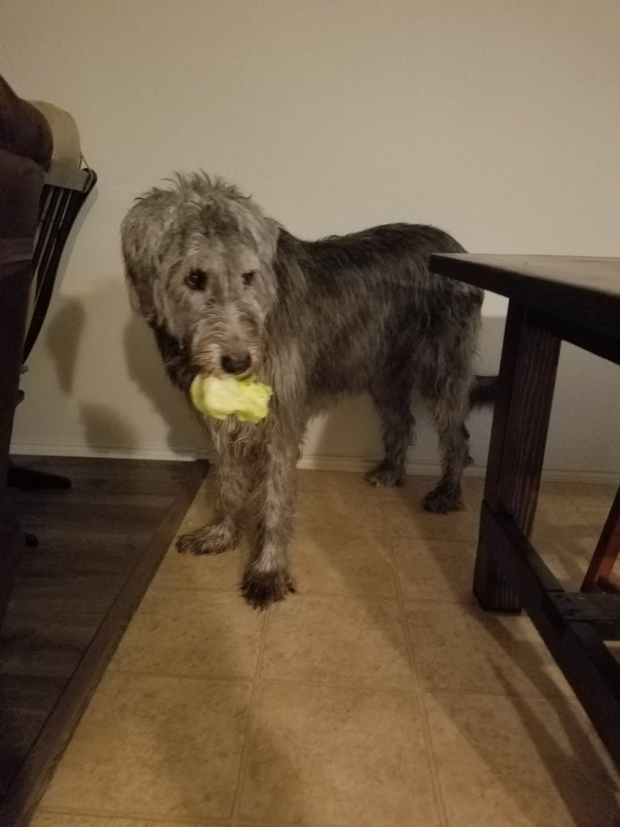 TXChickenMan's tweet photo. Guilty face. #irishwolfhound https://t.co/9SABVsP6M6