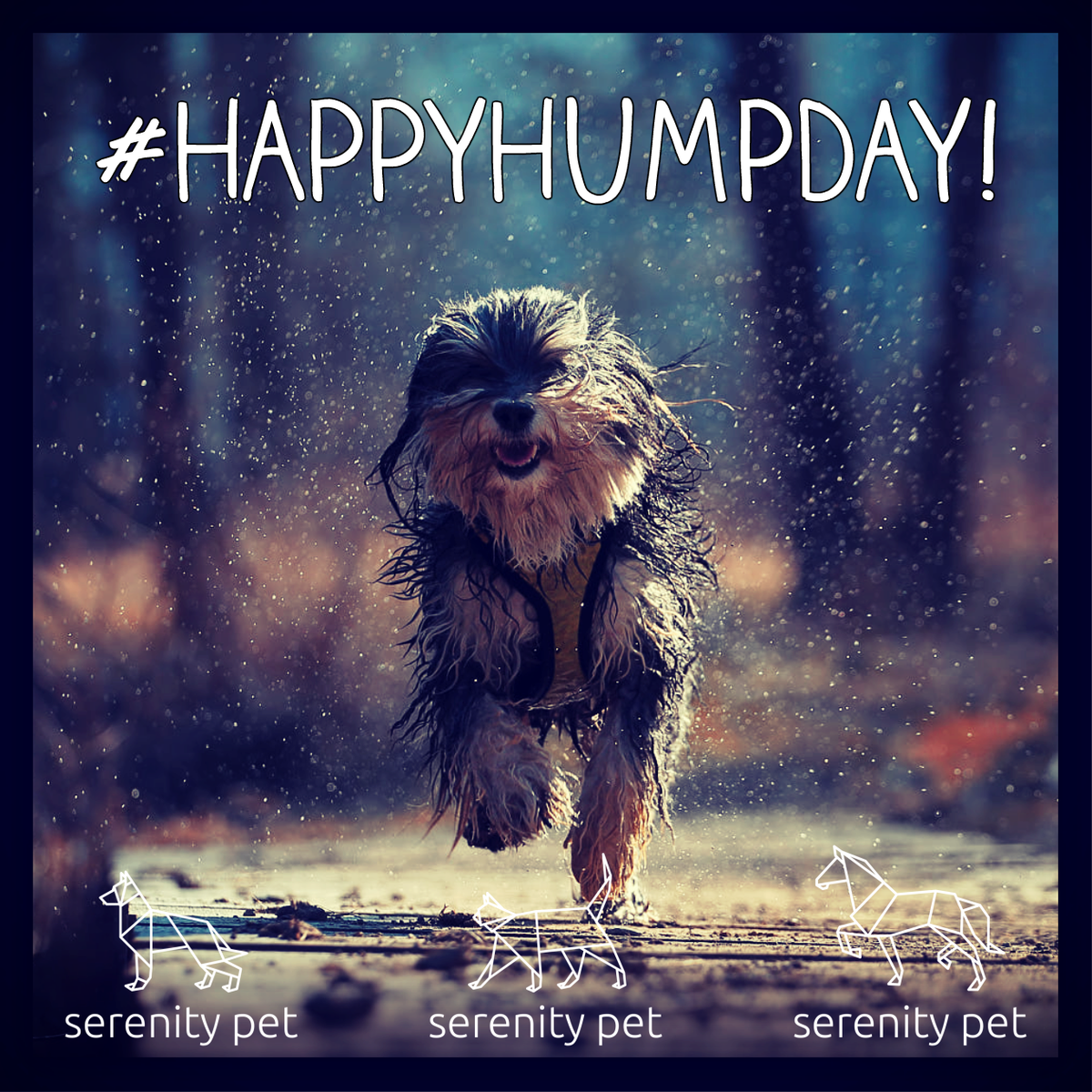 serenitypet's tweet photo. #HappyHumpDay! Don't let the rain keep you down, it's nearly the weekend!

All of our products are now ON SALE!:
https://t.co/N6ENYjtQqp https://t.co/cq3LlXJbg3