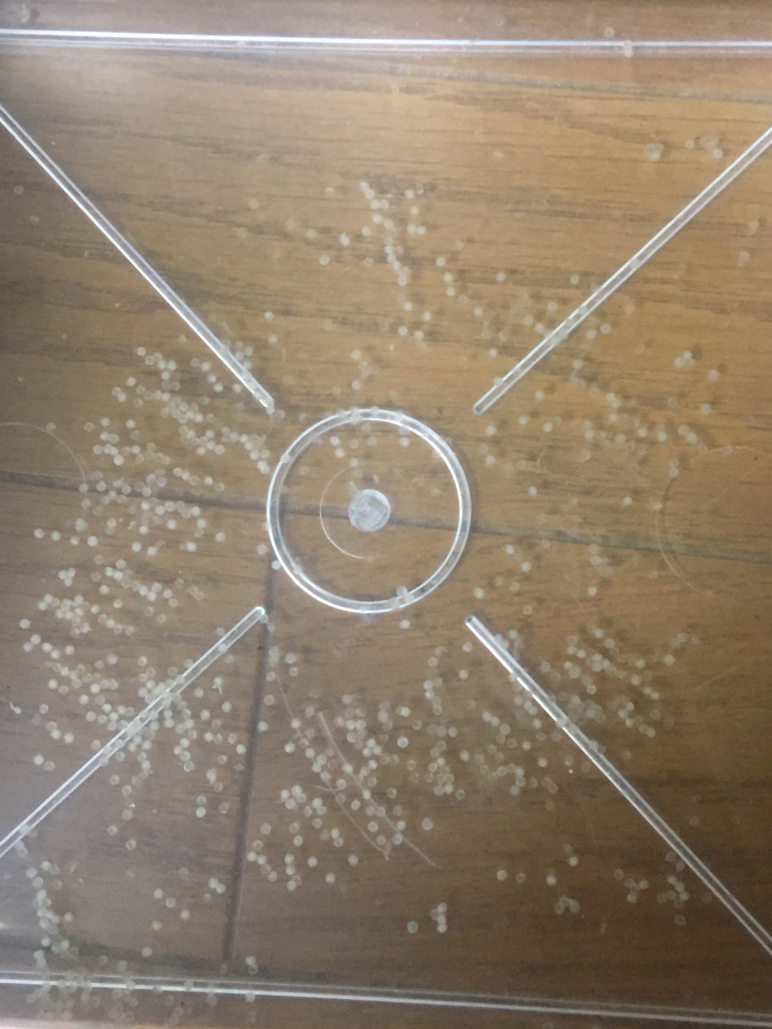 Twitter 上的 Shunmaru 家の金魚が卵を産みました 昨日のことです 春か秋にうむと思ったら どうして夏に 写真は今日撮りました 白い卵はすでに死んでしまっているようです でも 透明な卵に黒い点が2つ もしや これは目かしら T Co