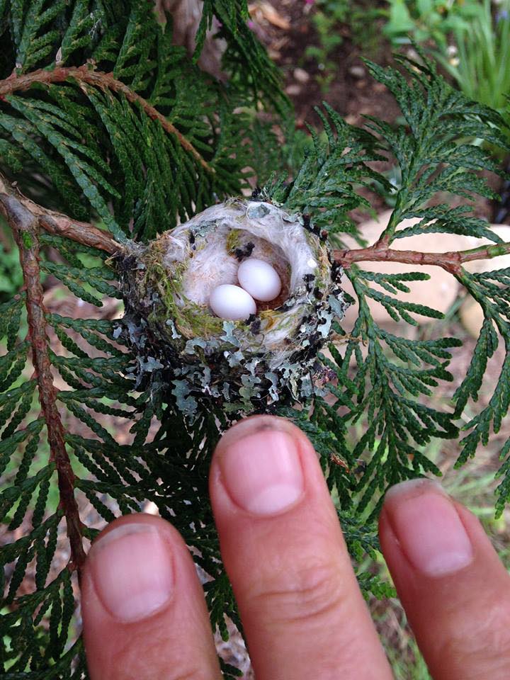 Strange_Animals's tweet photo. This is how tiny a hummingbird's nest is!

(Photo: Kelly Huxham) https://t.co/zjZIiK5V2e