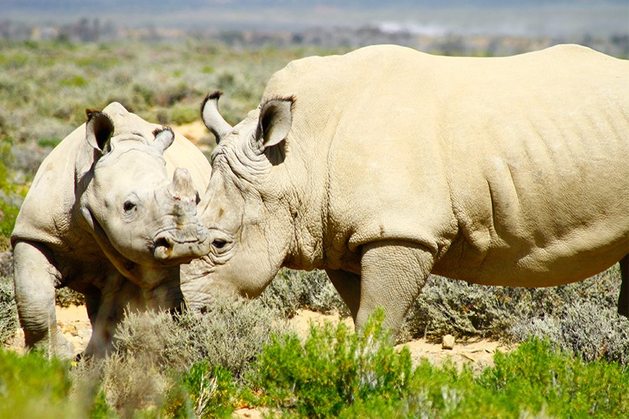 rhinoprotect's tweet photo. “One is not born a woman, one becomes one.” - Simone de Beauvoir #womensday #southafrica #wcw #womansday #proud https://t.co/foN4IidIj1