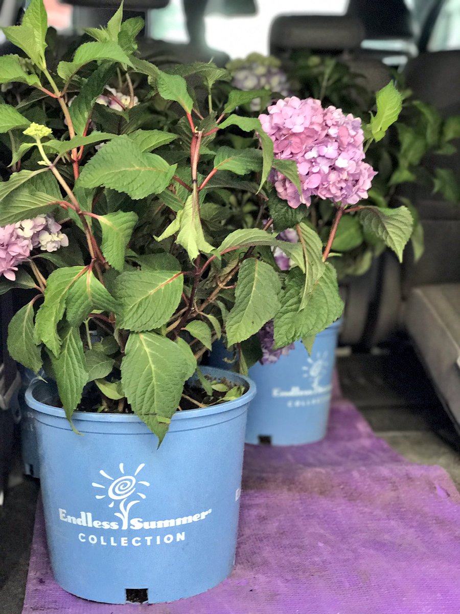 gdbpitch's tweet image. Locked and loaded for day No. 2 in NYC! Headed to @HGTVMag and @FamilyCircleMag with @ESHydrangeas in tow. #LIFBTour