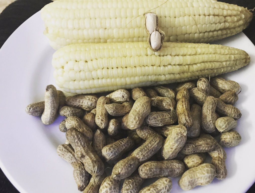 Cuisinebenin's tweet photo. Maïs bouillies accompagné d'arachides bouillies...  #maïs #Arachides https://t.co/DDjdcrb600