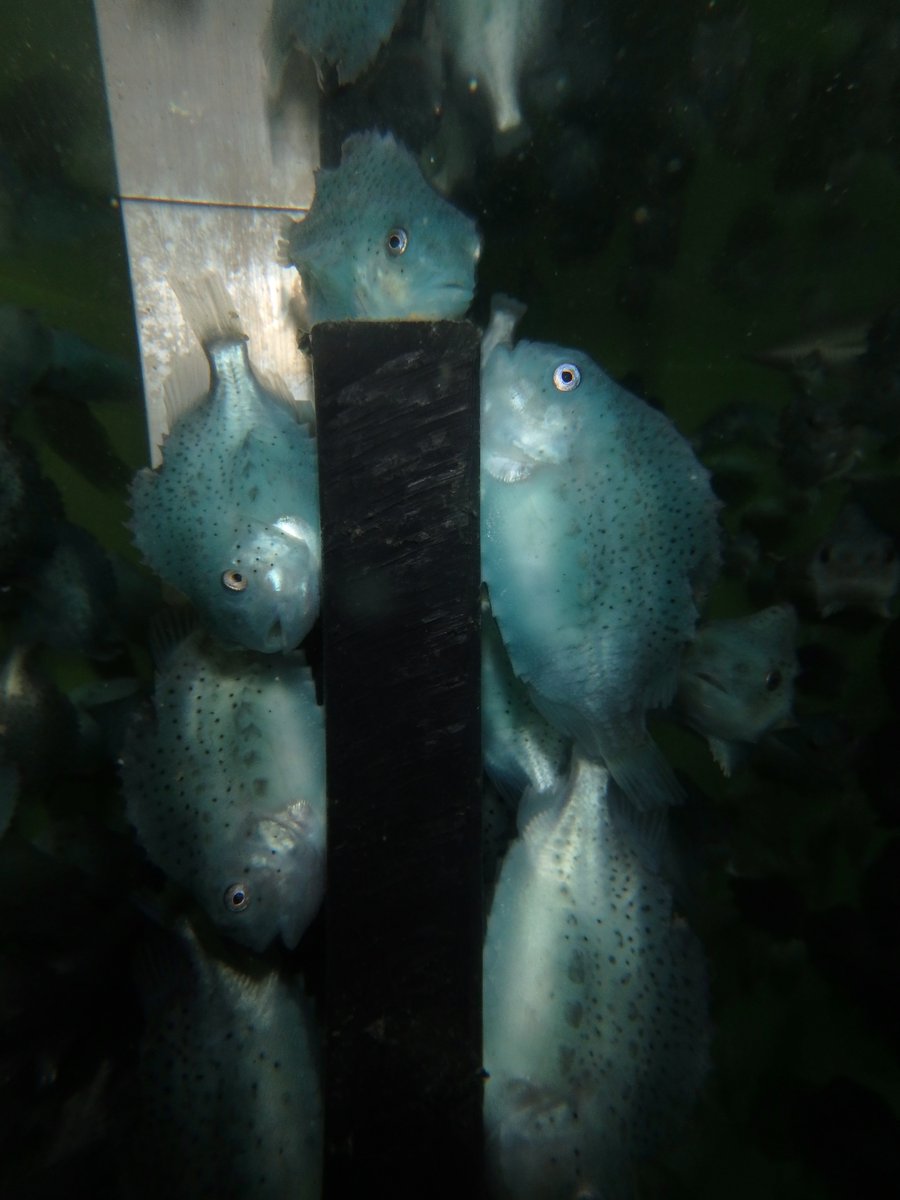 Look at our lumpfish relaxing! Next week they will be going to sea. Read about our #cleanerfish breeding programme goo.gl/9bRthr