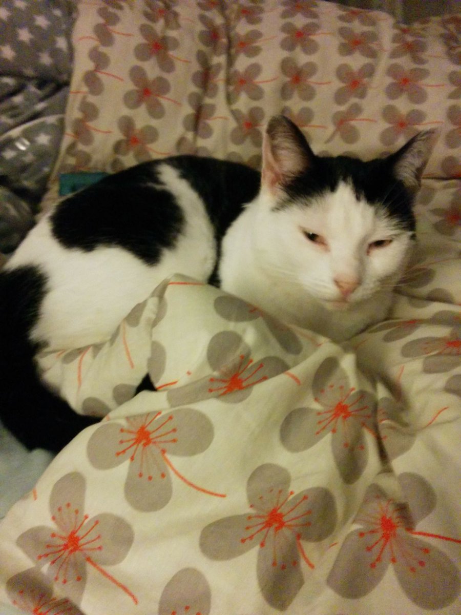 CurlySue167's tweet photo. @itslost3 Black and white cat missing from Somers rd, Barbourne, worcs. She is shy so likely to be hiding. Please check sheds, bushes etc! https://t.co/s43ljI6Idu
