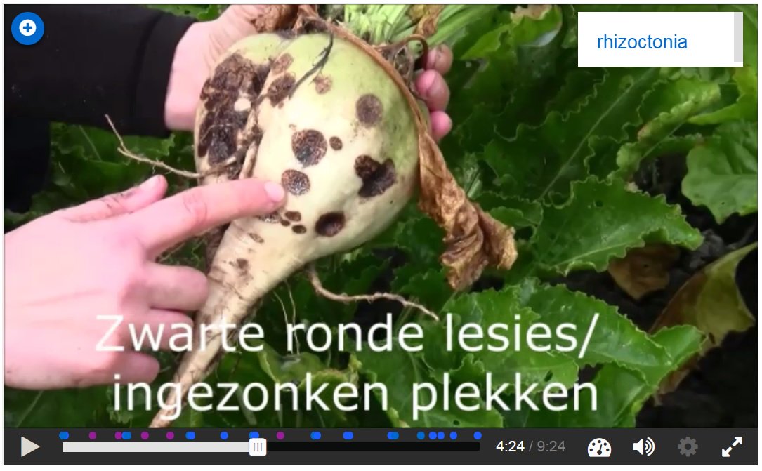 IRS_suikerbiet's tweet photo. De symptomen van stengelaaltjes, boriumgebrek, rhizoctonia, violetwortelrot, phoma en aphanomyces in beeld:  https://t.co/Uhf3tJFIdK https://t.co/SL09TAhdSn