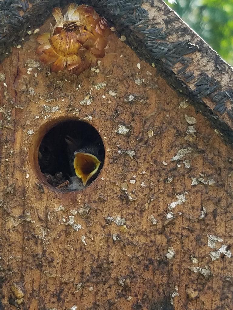 NikkiH2580's tweet photo. Took this yesterday with the littles... #birdsphotobombtoo https://t.co/Vh2vYXXVVb