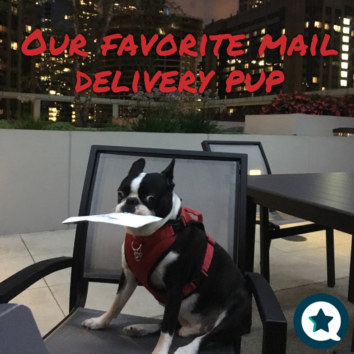 ireviewcom's tweet photo. Our favorite mail delivery pup #officedogs #toocutetohandle #mailman #puplove #smallbusinessowners #startupgrind #onlinereviews #irevu https://t.co/0WzUMbK3vp