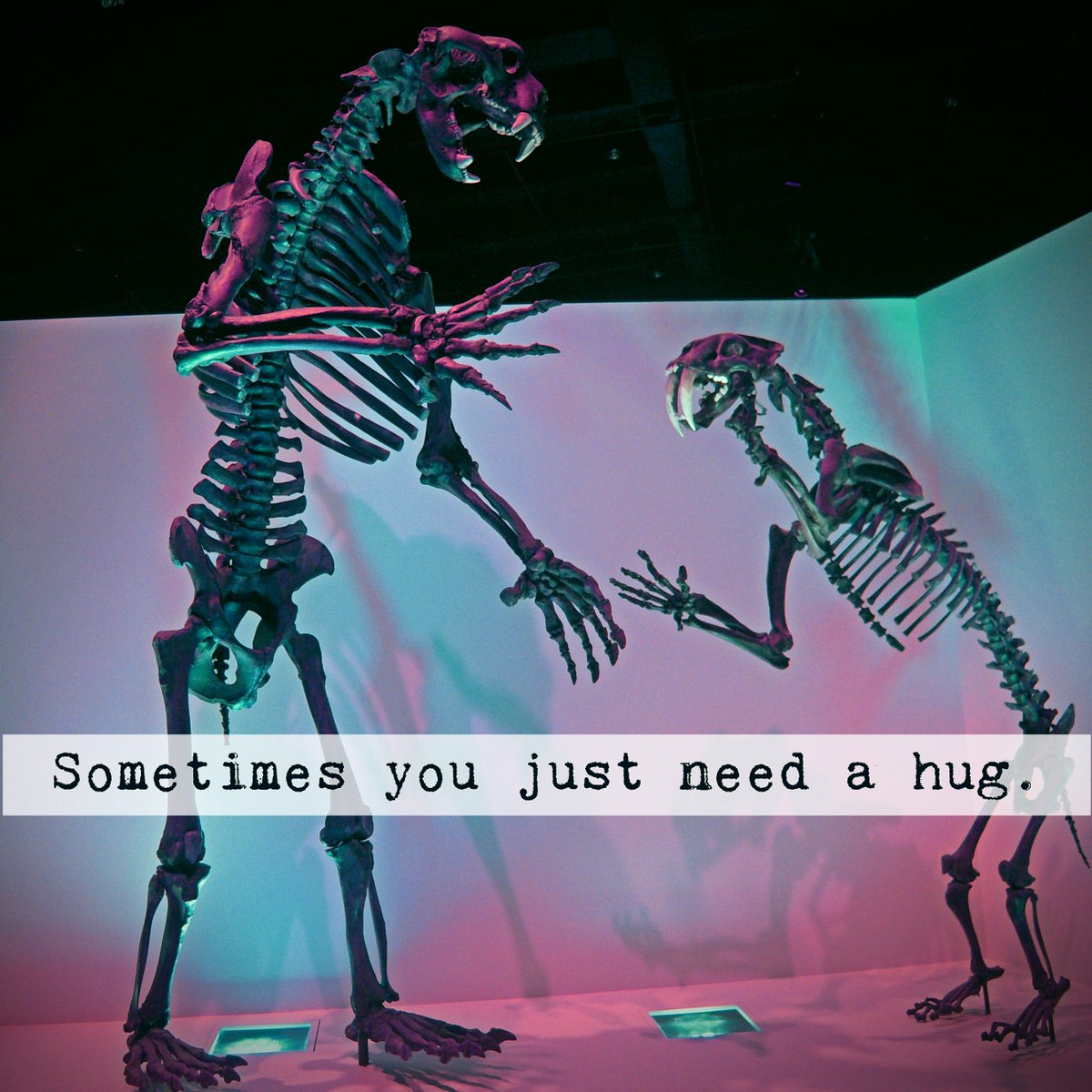 iamnicedino's tweet photo. Sometimes you just need a hug. #nicedino https://t.co/cseOZv0kdB