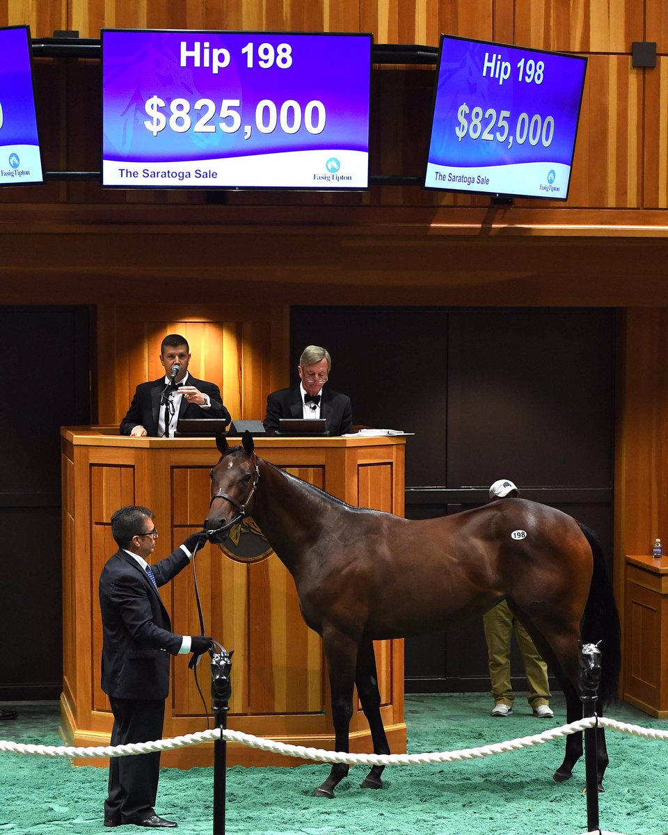 Three_Chimneys's tweet photo. $825,000 #STRONGMANDATE yearling earns top-priced filly honors @FasigTiptonCo Saratoga Sale! Best of luck to Live Oak Plantation! #FirstCrop https://t.co/NNFmEsJBYK