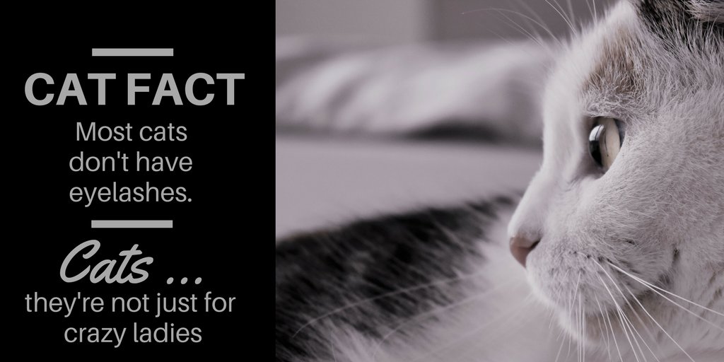 So you can't tell if your cat is winking at you. Even so, cats are cool pets. Adopt one for $25 @ Clear the Shelter bit.ly/2uAin1F