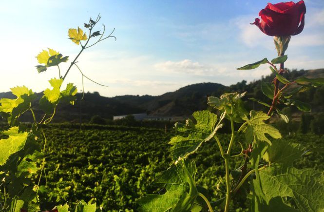 roumena's tweet image. Thinking about adventures in #estella #basquecountry #spain #wineries and #babiesdrinkingwine  #travelblog buff.ly/2v3qbMT