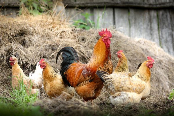 The Best Breeds Of Chicken That Will Lay The Most Eggs - vectorcentral.com/best-breeds-of…