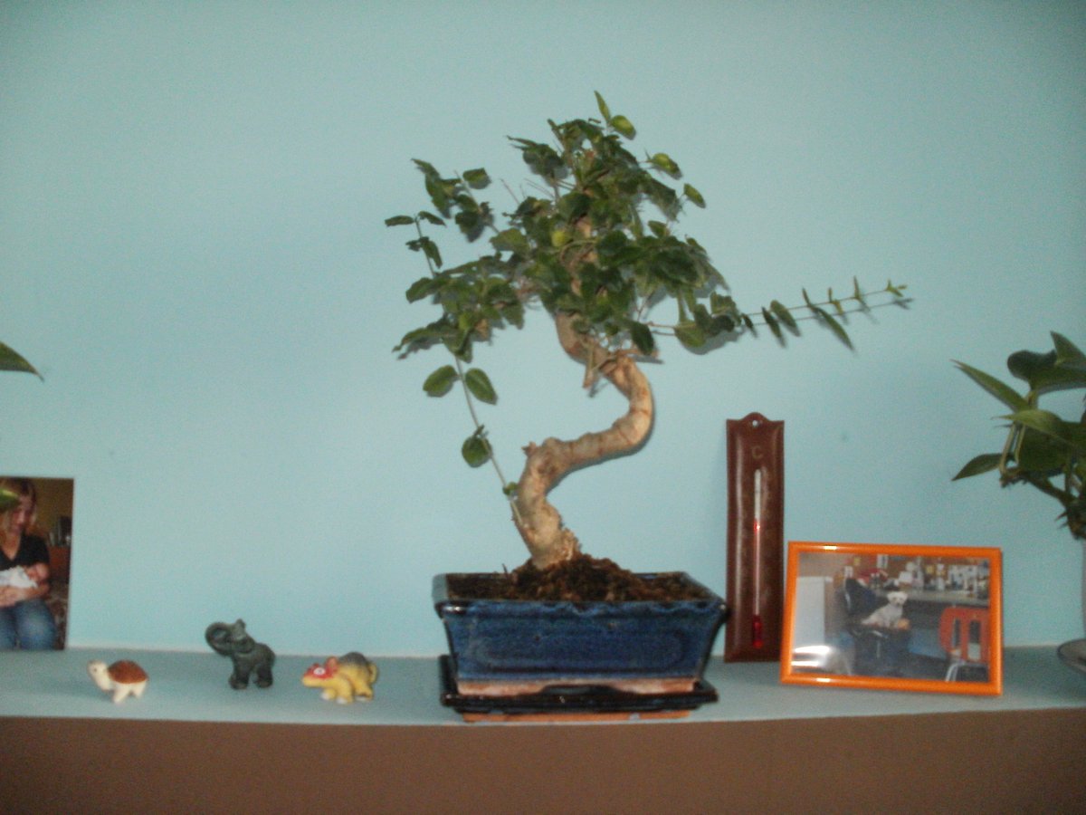 Nefer_01's tweet photo. In my own bonsai...
Still need to be shaped to be beautiful.
#Bonsai #inmyown https://t.co/0dNzB29vNj