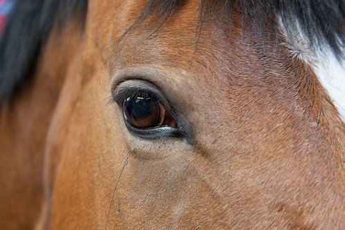 Our programme uses the power of horses to transform the lives of young people. Find out more: bhs.org.uk/changinglivest…