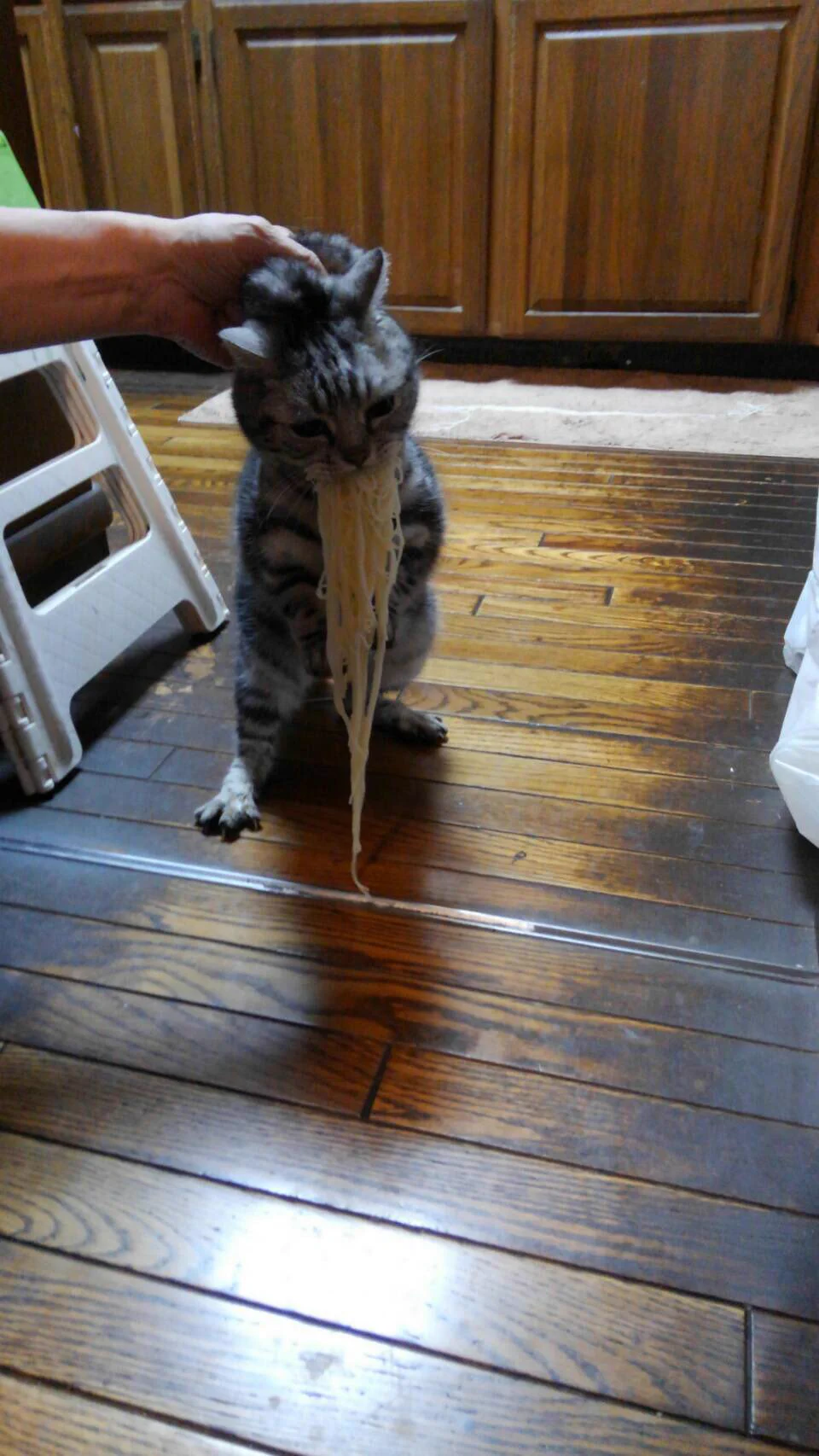食べ方可愛すぎかよww猫のフードファイター現るww