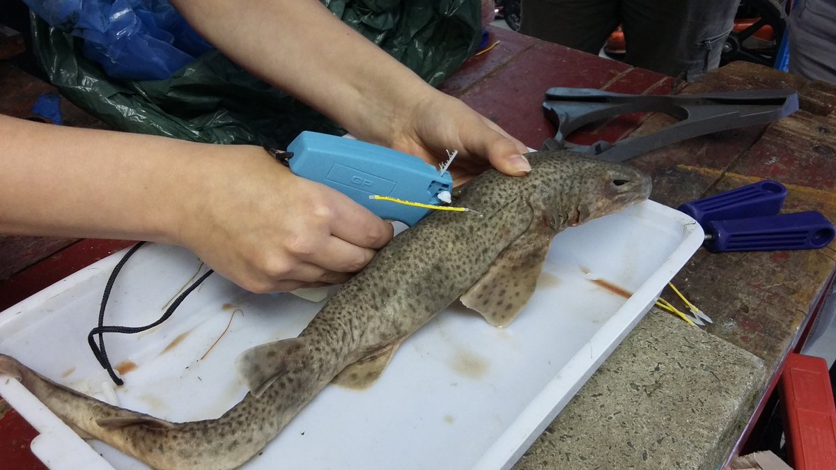 pdcrothers's tweet photo. Training to tag sharks, skates and rays for #SeaDeep today! First on an "orange shark" then on a dogfish! Thanks @BecksHunter https://t.co/2MkpgM1hOm