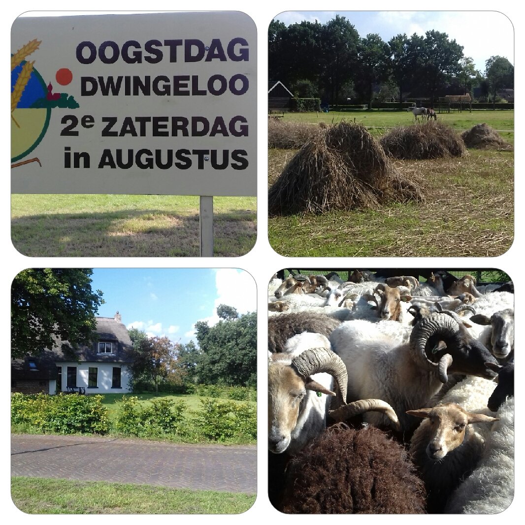 anjaprent1970's tweet image. 12 Augustus is de Schaapskudde Lhee te bewonderen bij de Oogstdag Dwingeloo te Lhee.