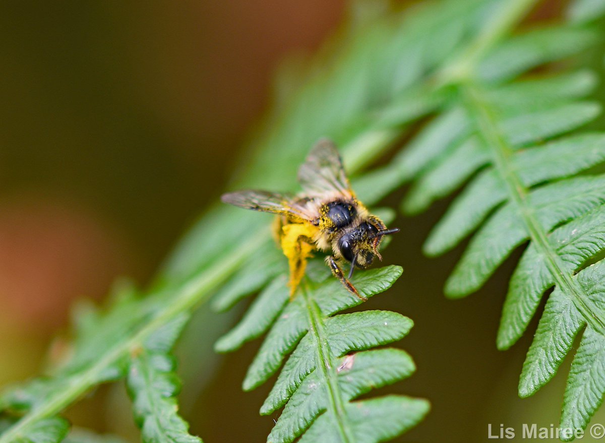 <a href="/solitarybeesUK/">Solitary Bee Project</a> are appealing for the public’s help to record sightings of  solitary bees. cambridgenetwork.co.uk/news/solitary-…