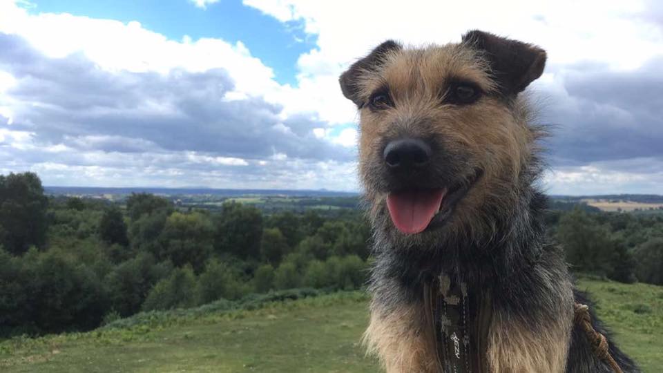 CruftsMerchShop's tweet photo. Congratulations to Crumble winner of #DogOfTheDay https://t.co/Q8ujX7Rkzt  #dogsoftwitter #kclovesdogs https://t.co/PuIrrridCS