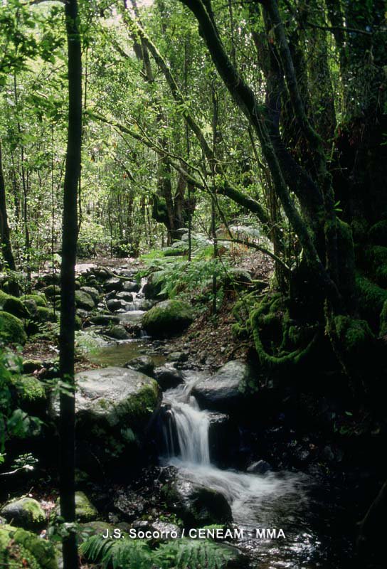 gobmapa's tweet image. 🔥 🔥 🔥 Proteger y conservar el medioambiente es clave para el desarrollo económico y social de España #Stopincendios
