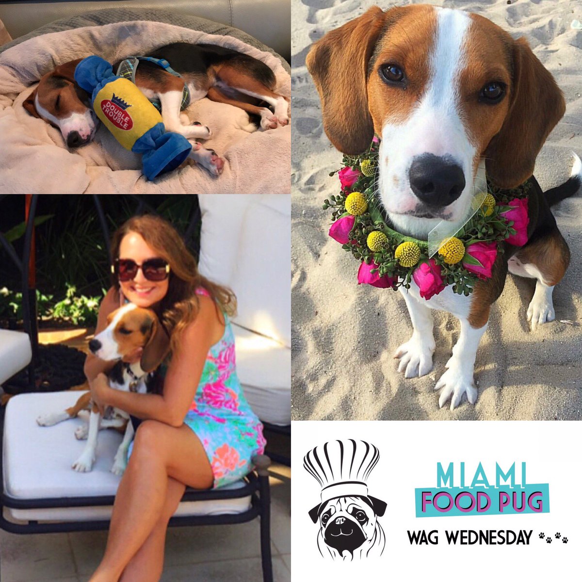 In this week's Wag Wednesday, get to know <a href="/acaramiami/">Angela Caraway</a> and her dapper dog, Colby Mack Carlton: bit.ly/2vPMl6Y