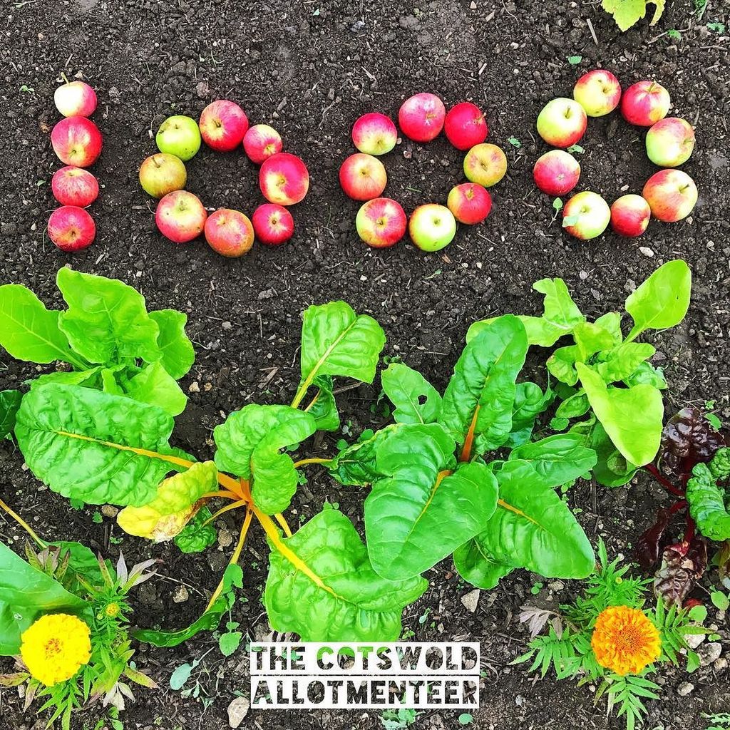 CotswoldAllotmenteer tweet media