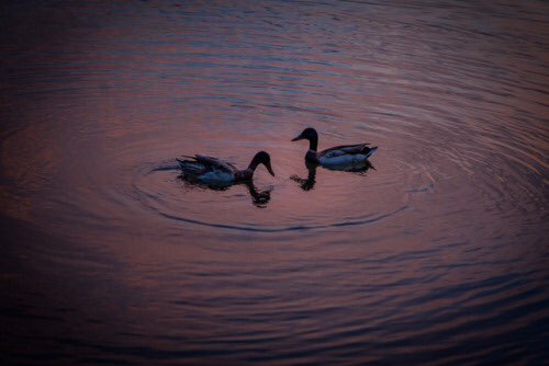 soybrenditta's tweet image. #YoDecidoMedioAmbiente