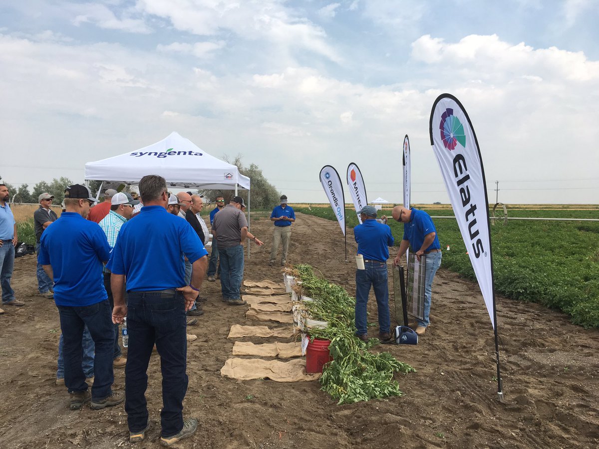 MichaelVandel's tweet image. Rhizoctonia control in #potato.  #Syngenta #CruiserMaxxVibrance #Elatus #growmoreexperience Rupert, Idaho