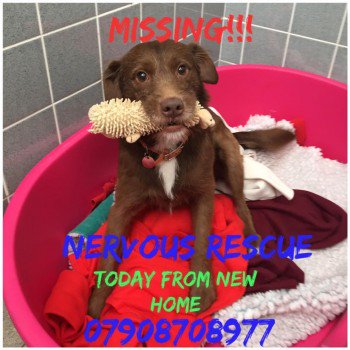 chris towers tweet media