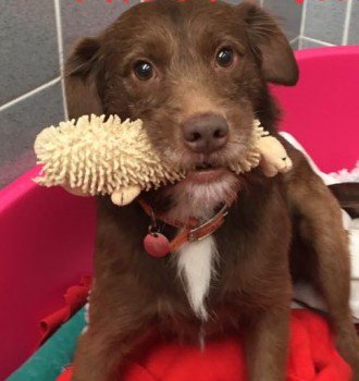 chris towers tweet media