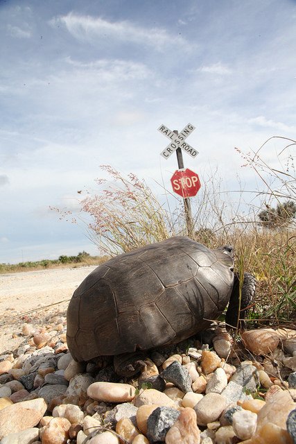 #WildlifeWednesday A gopher tortoise approaches sea oats. KSC has 14 regularly occurring turtle species, including 2 land turtles/tortoises.