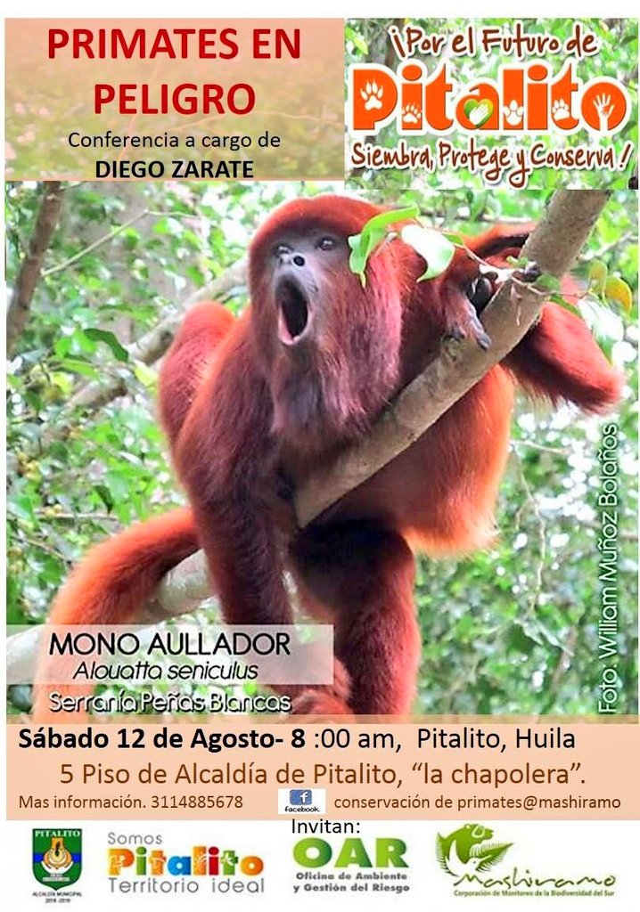 CGONZALEZCAM's tweet photo. Conferencia "Primates en Peligro" Diego Zarate foto: Mono Aullador en Serrania de Peñas Blancas 12 de Agosto @APitalito 8am #Mashiramo https://t.co/8UiuCBcMi4
