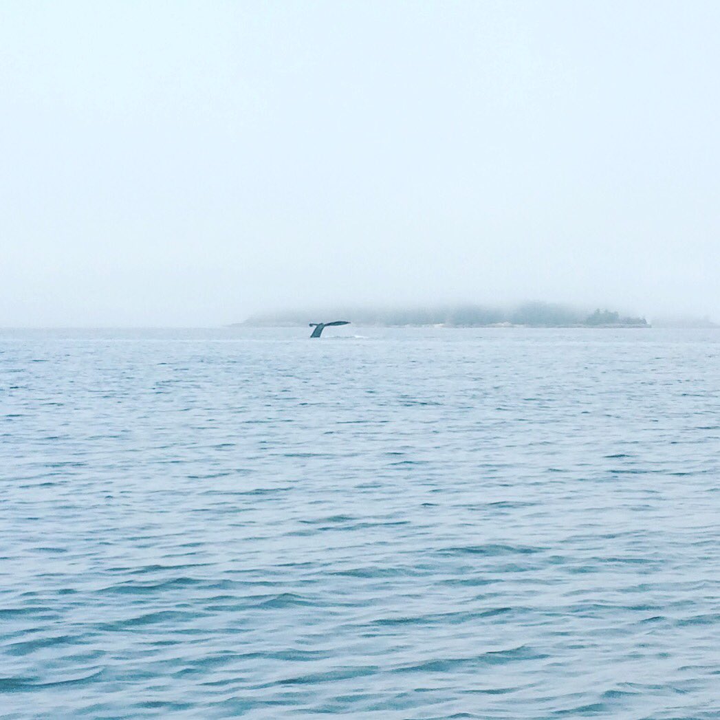 ashkerik's tweet image. What the fluke! 🐋💙🌊#smcw2017 #bamfieldmsc #bamfield @christy_jam @JasonTFisherLab @BamfieldMSC