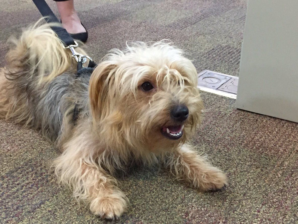 Clearview_twp's tweet photo. Please Share- This little guy was found downtown Stayner. No dog tags. Please call 705-428-6230 ext. 241 https://t.co/kzLLVj7NJh