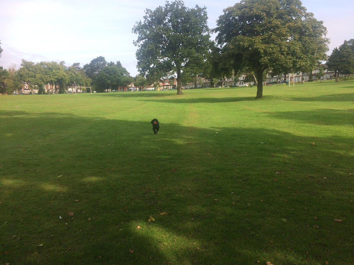 Whistle and retrieval training in the park today! 🐶🐾🌲 #cockerspaniel #dogsoftwitter