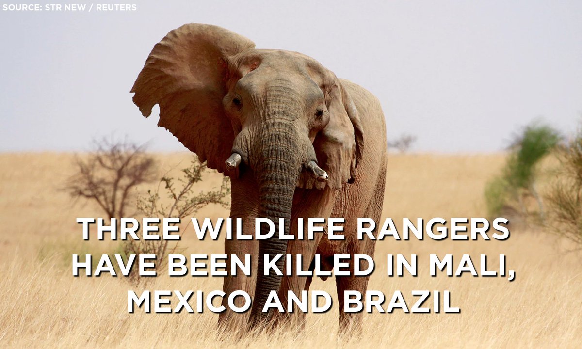 ADMCapFound's tweet photo. Three #rangers have been killed across 3 countries in deadly month for #wildlifedefenders  https://t.co/WSsWTPBtLV @guardian #Mali #Brazil https://t.co/yXkAaiVbFI