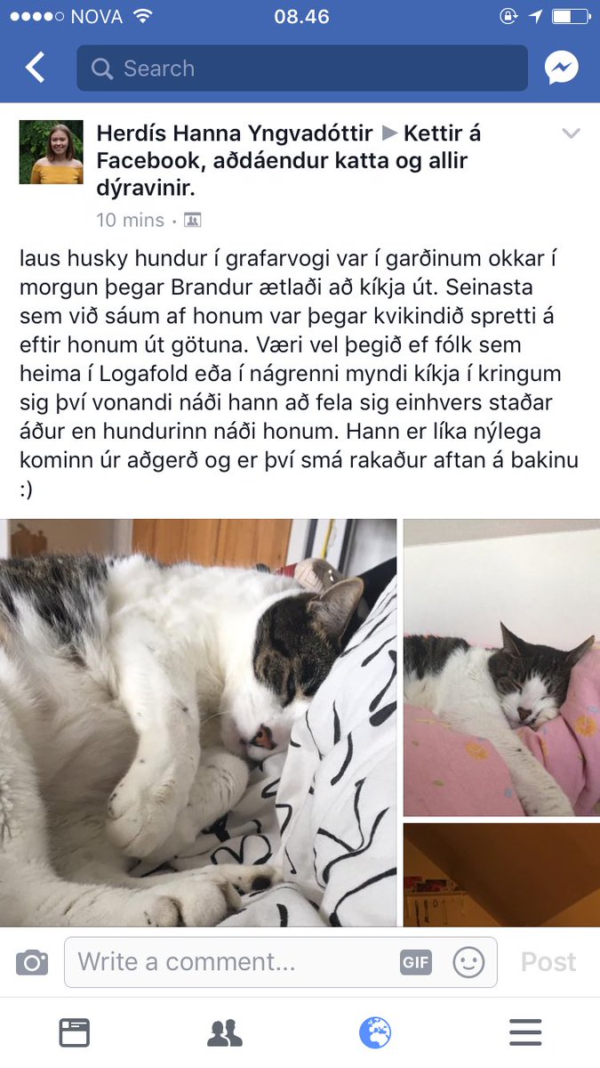 hundar eru bókað verstu dýr í heimi