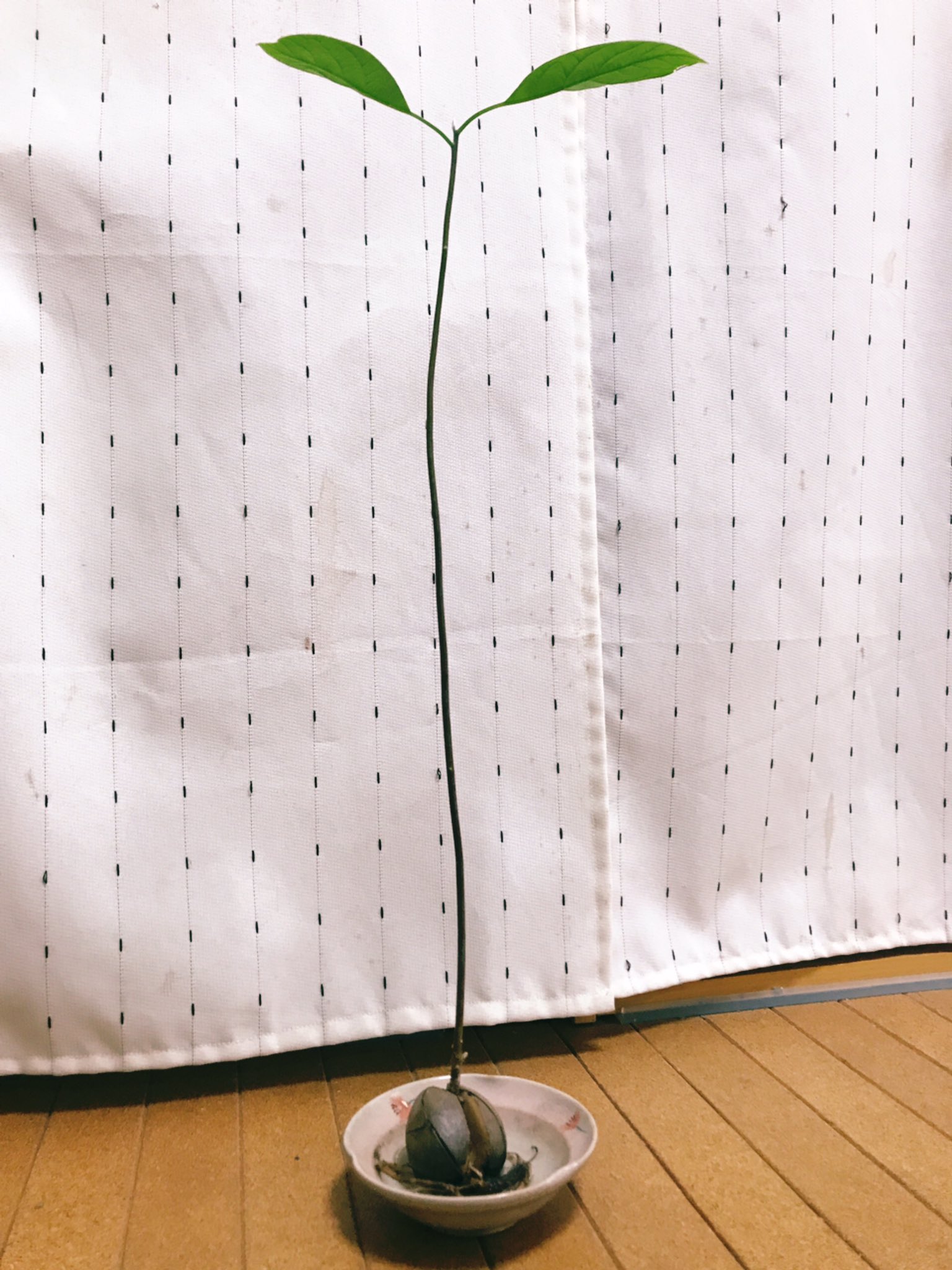 確かに似てるｗドカベンの岩鬼の咥えている葉っぱはアボガドの枝の可能