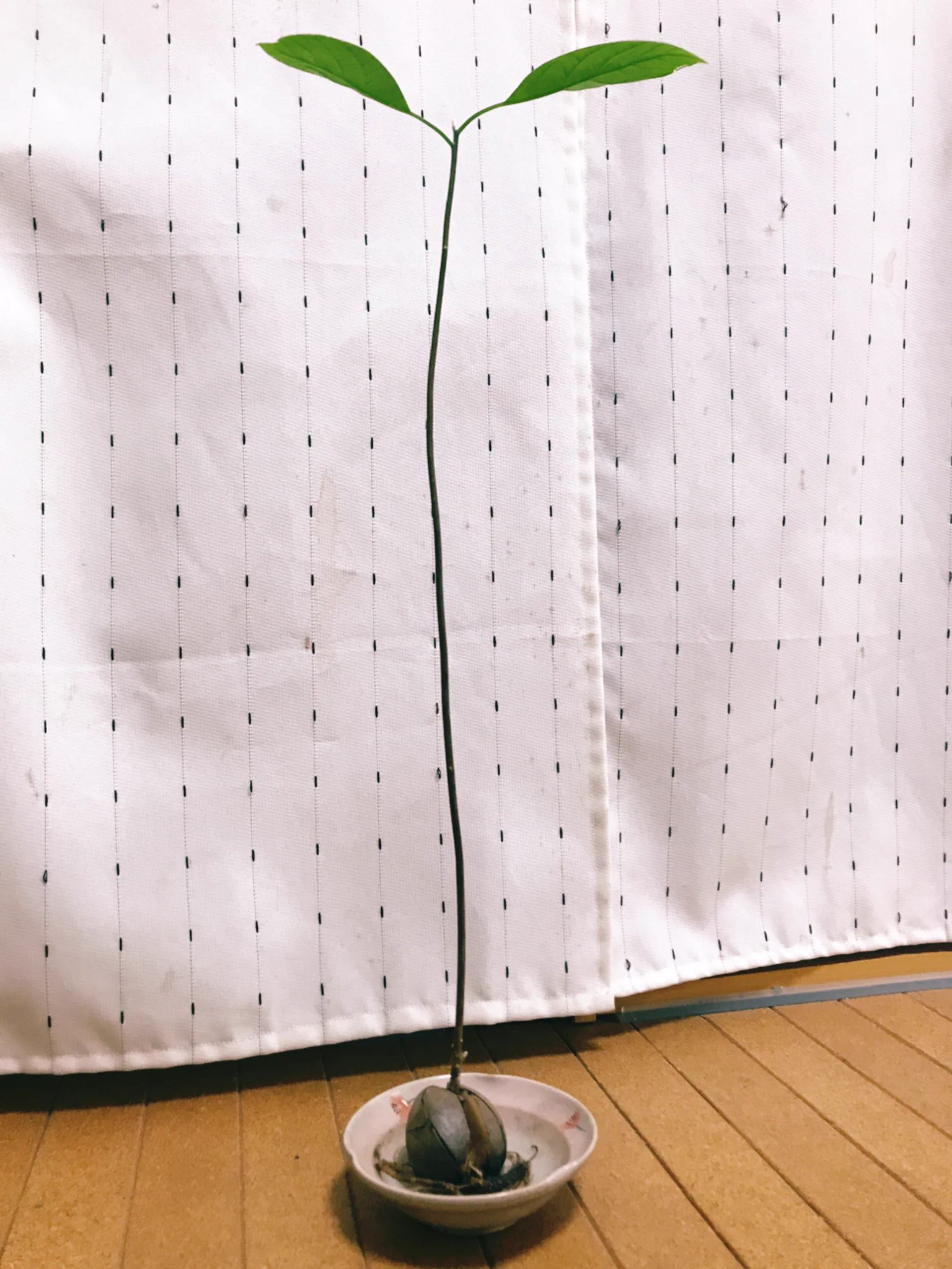 確かに似てるｗドカベンの岩鬼の咥えている葉っぱはアボガドの枝の可能性ｗｗｗ