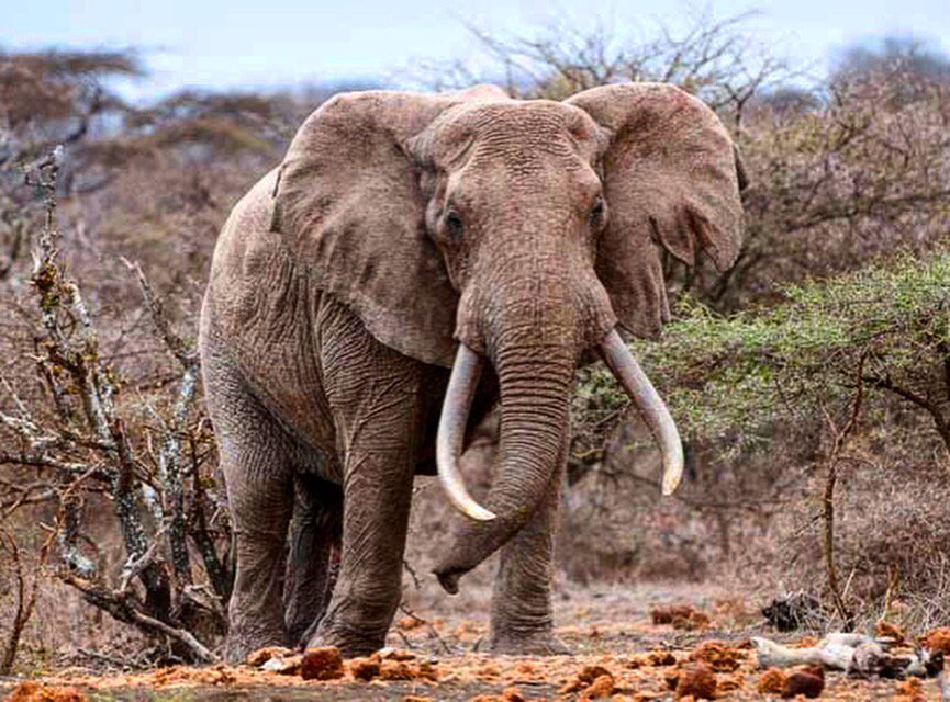 One of the few #bigtuskers remaining - they are icons and ambassadors for #elephants worldwide.  #originsafaris