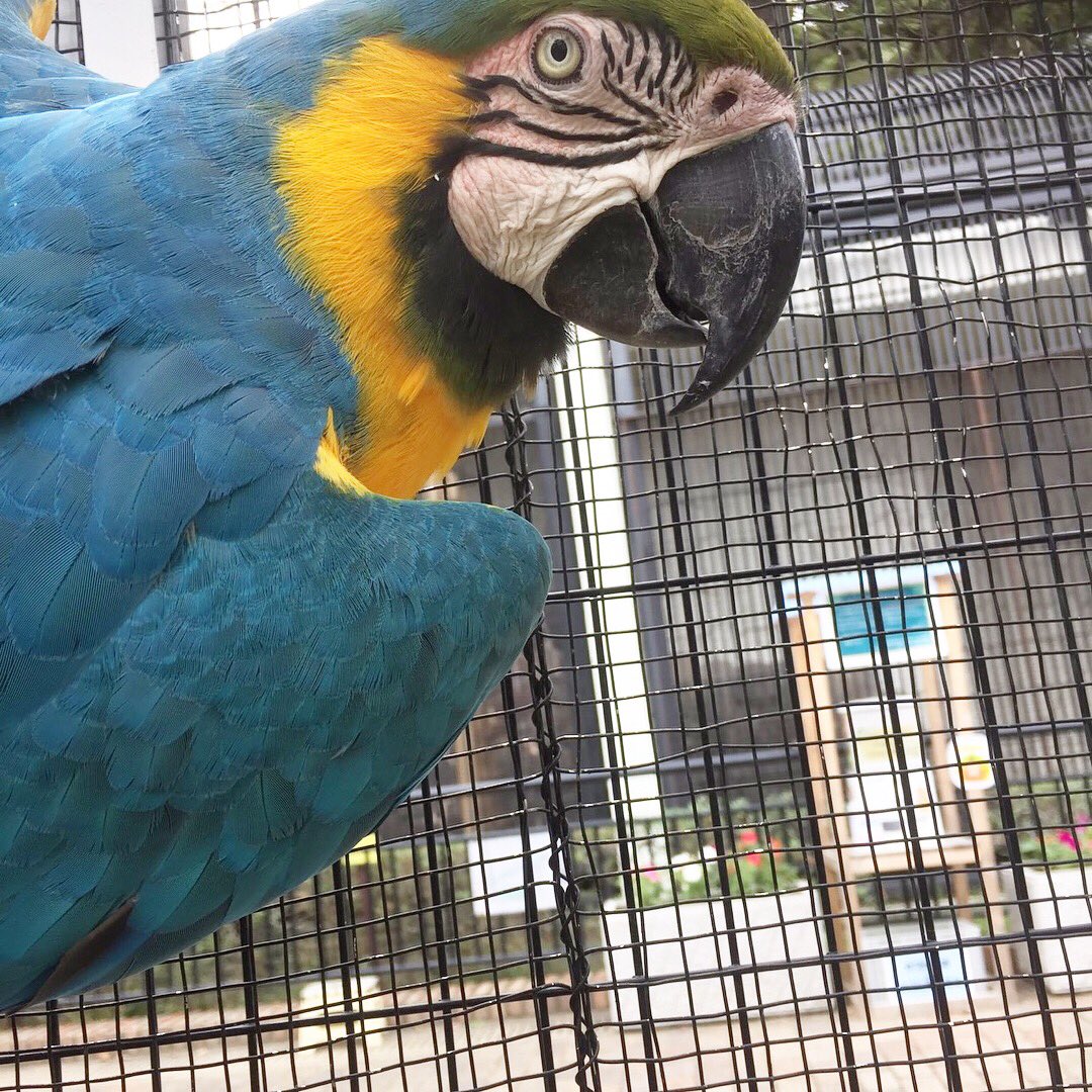 長崎公園公式アカウント Twitterren オウム目インコ科コンゴウインコ属 ルリコンゴウインコの タロちゃん です インコ の中でも最大級の大きさと鮮やかな体色で 南国の鳥 として有名なインコ 寿命は50年 80年と長く 個体によっては100年を越えるものも 長崎