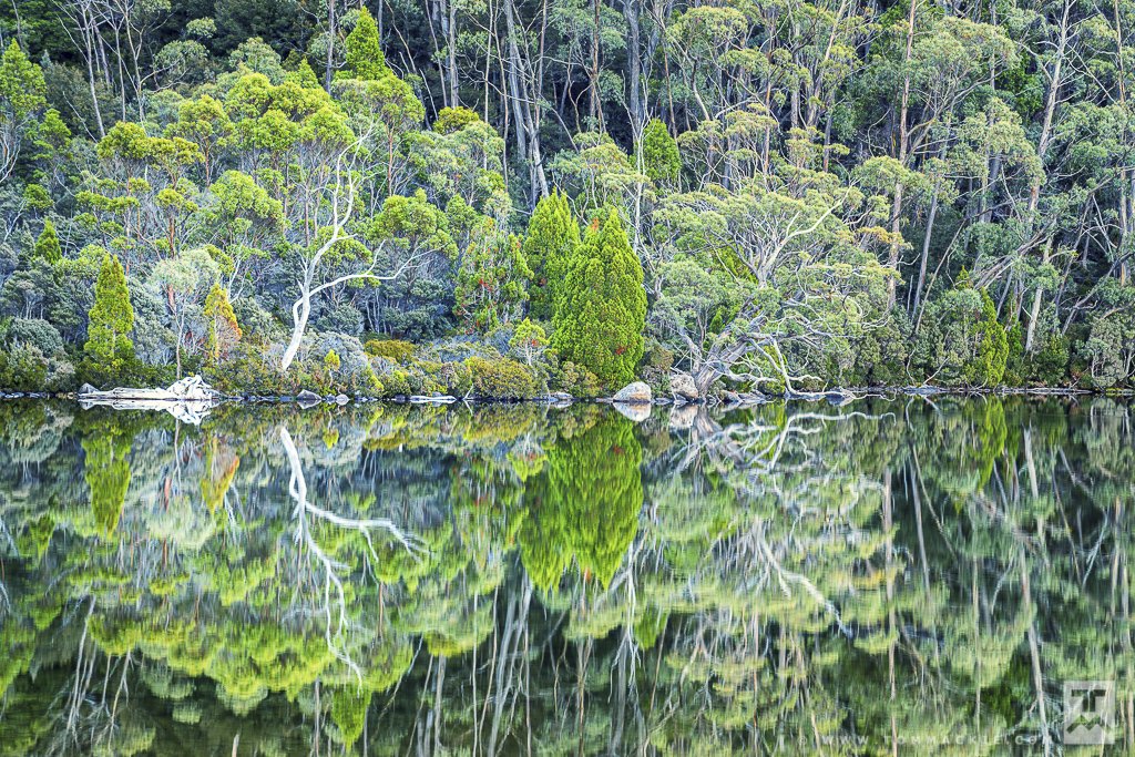 Forest Reflections, Tasmania