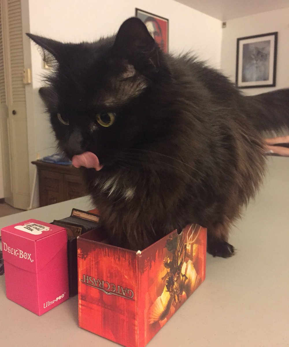 suzythegnat's tweet image. On this episode of If I Fits I Sits, Luna meets her first fat pack box.