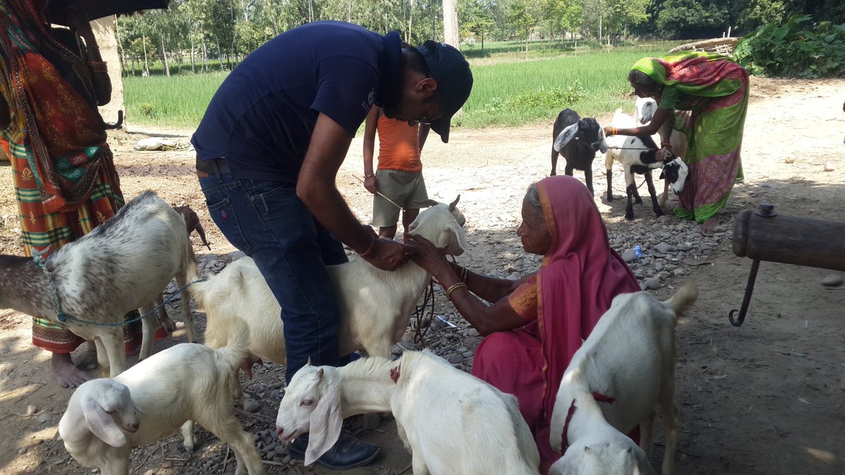 AnimalNepal's tweet photo. Supporting flood affected animals in Terai!!@ Madhav Narayan Municipality 3, Sakhuhawa #AN &amp; DLSO, Rauthat# thanks The Donkey Sanctuary,UK. https://t.co/KrDUx3cFOs