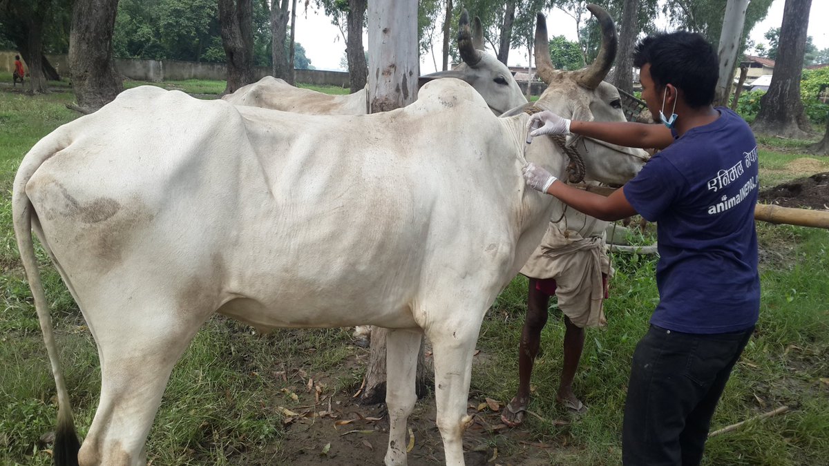 AnimalNepal's tweet photo. Supporting flood affected animals in Terai!!@ Madhav Narayan Municipality 3, Sakhuhawa #AN &amp; DLSO, Rauthat# thanks The Donkey Sanctuary,UK. https://t.co/KrDUx3cFOs